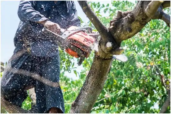 tree services Bellevue